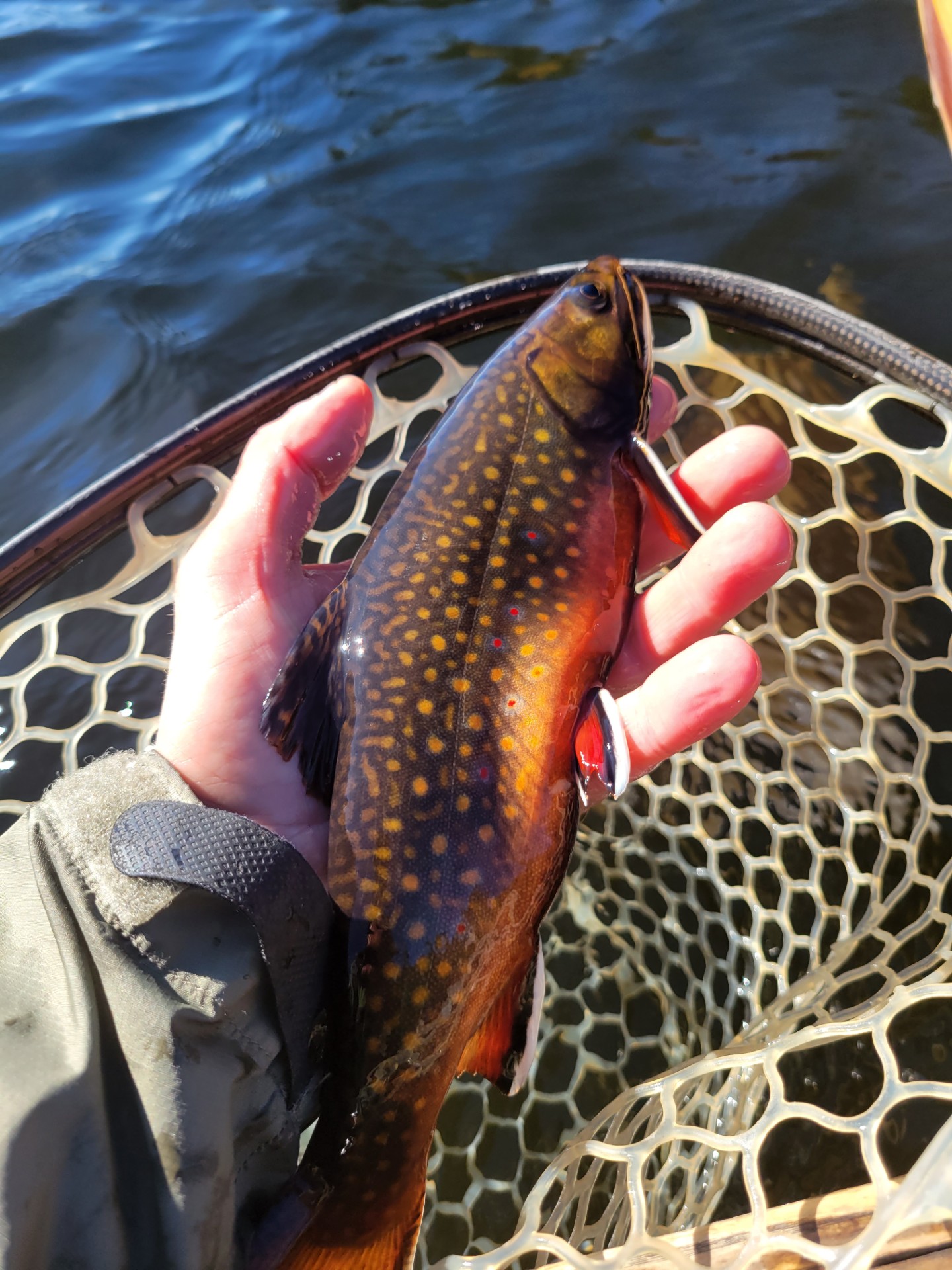 someone holding a spotted fish by a river