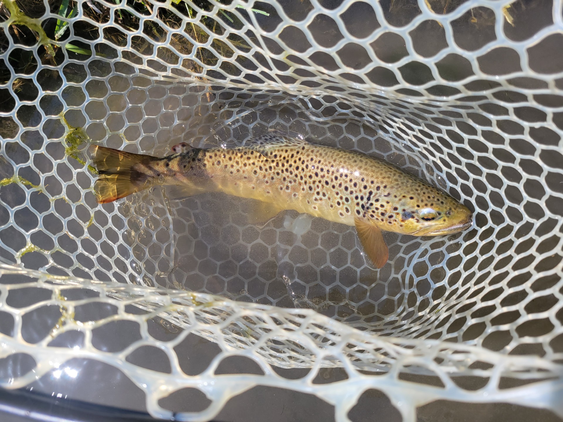 Tan fish with bloack spots in fishing net