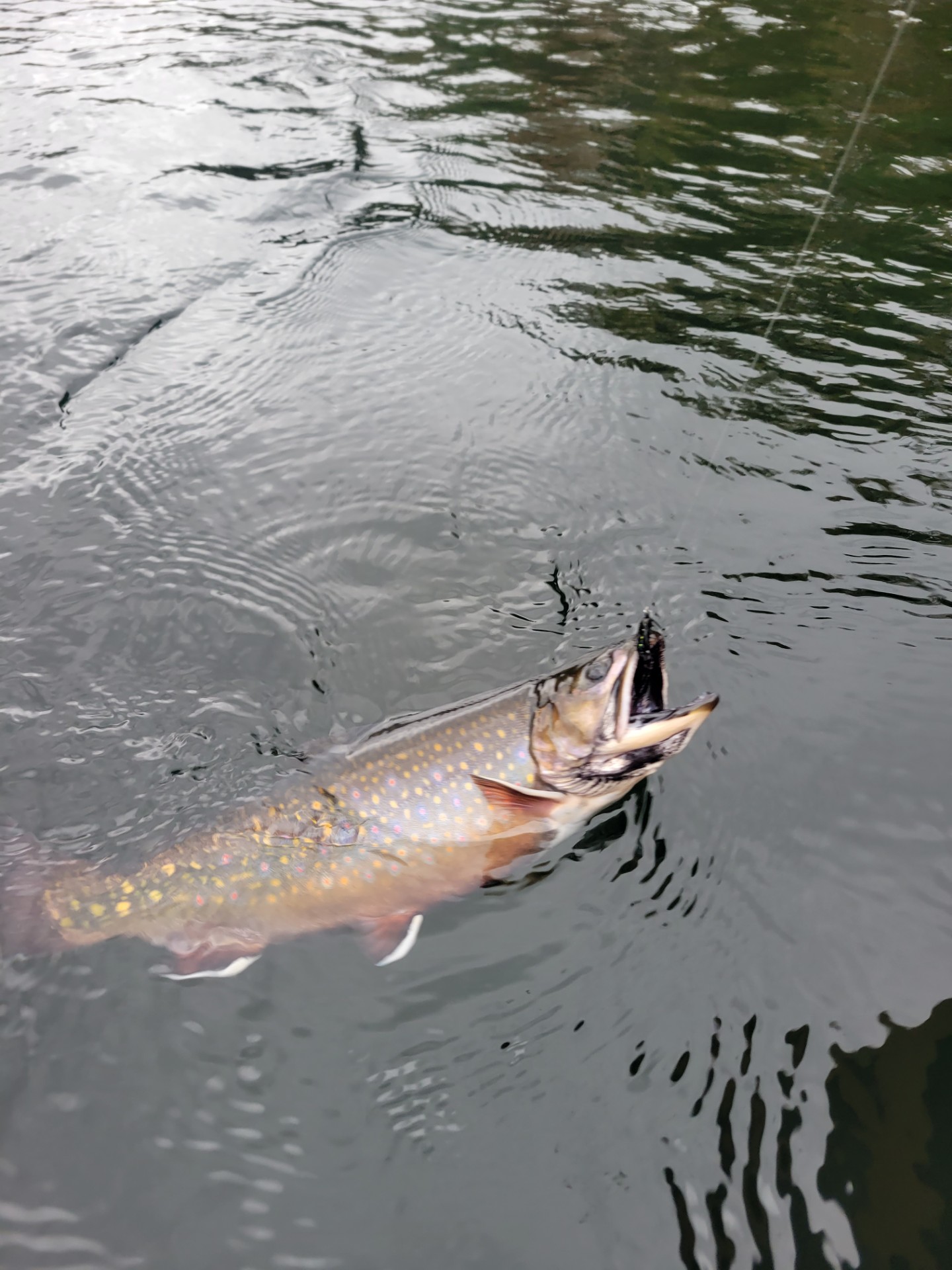 Fresh caught salmon on a fishing line in a river